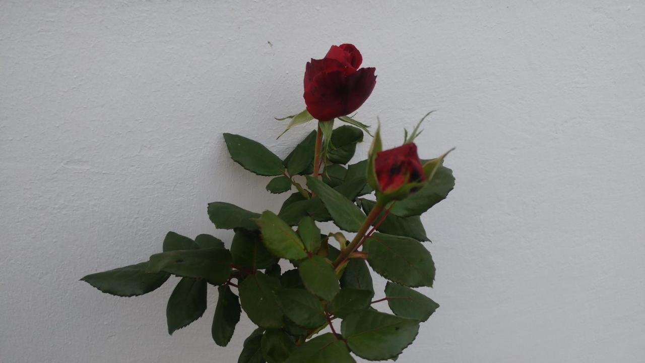 Ferienwohnung Gartenblick Worpswede Zewnętrze zdjęcie